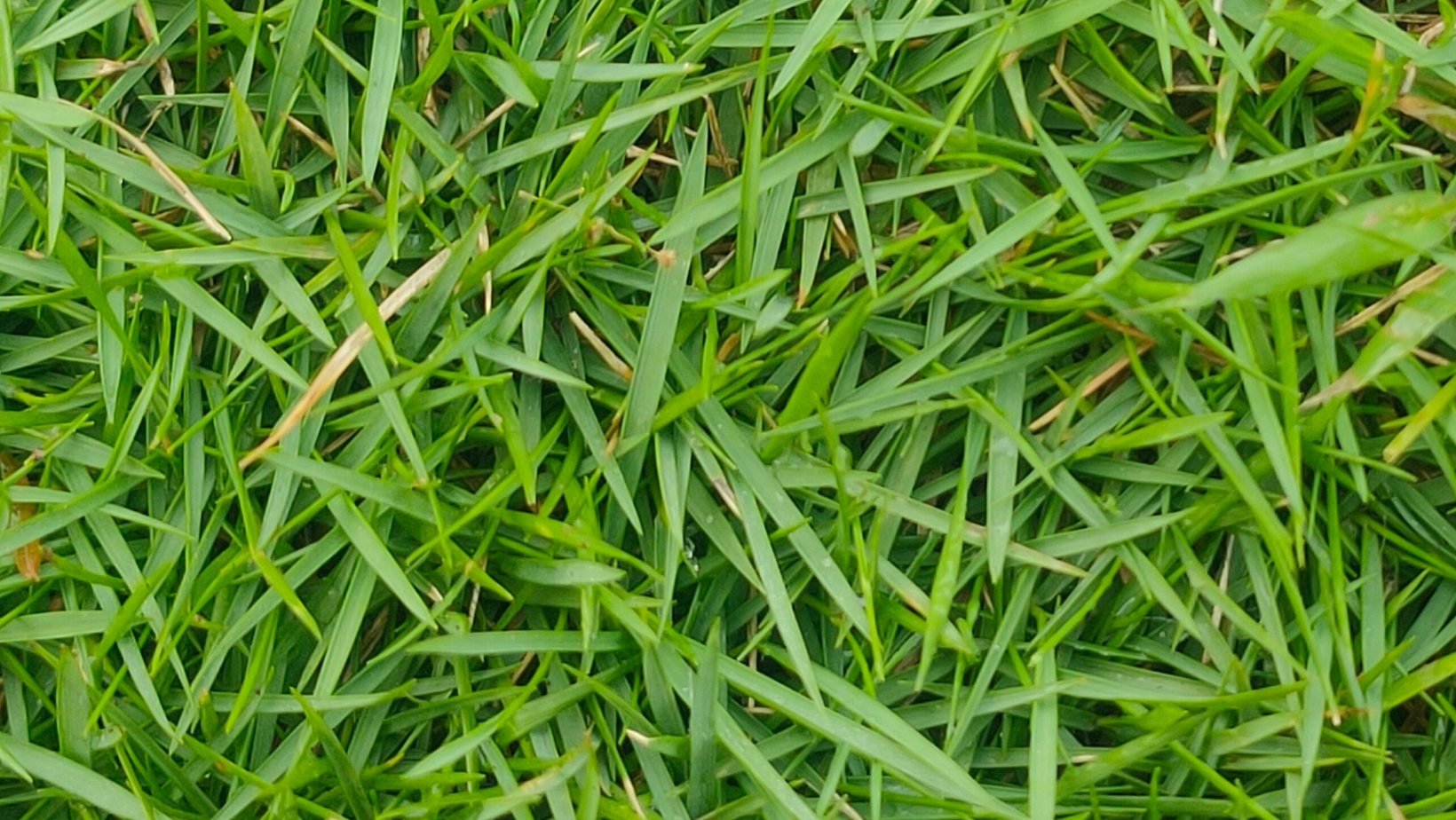 zoysiagrass
