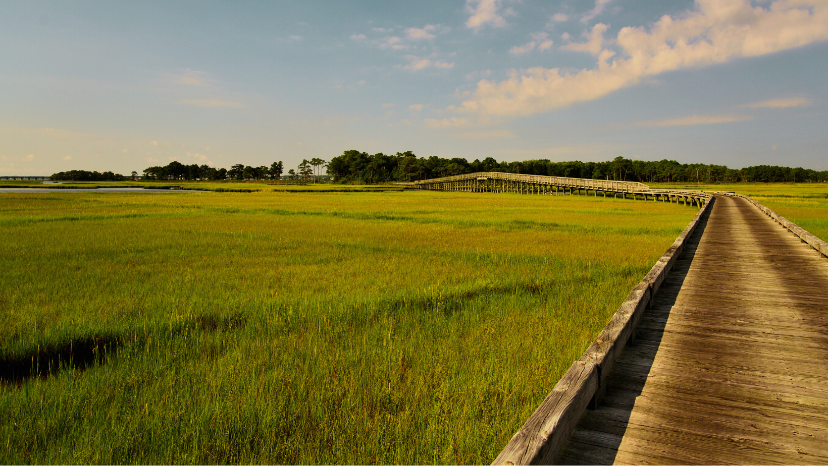 Seashore Paspalum