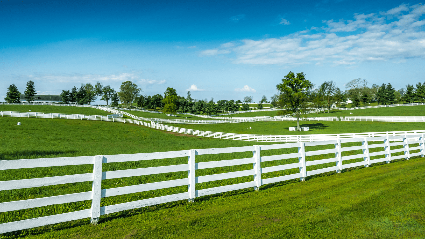 Kentucky Bluegrass