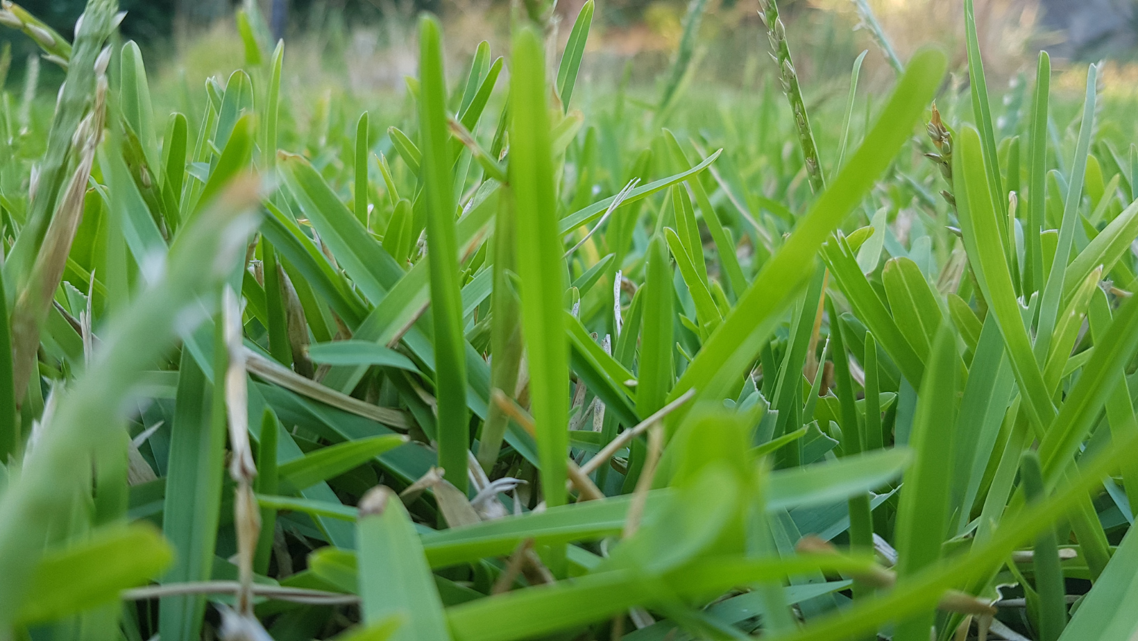 Buffalograss