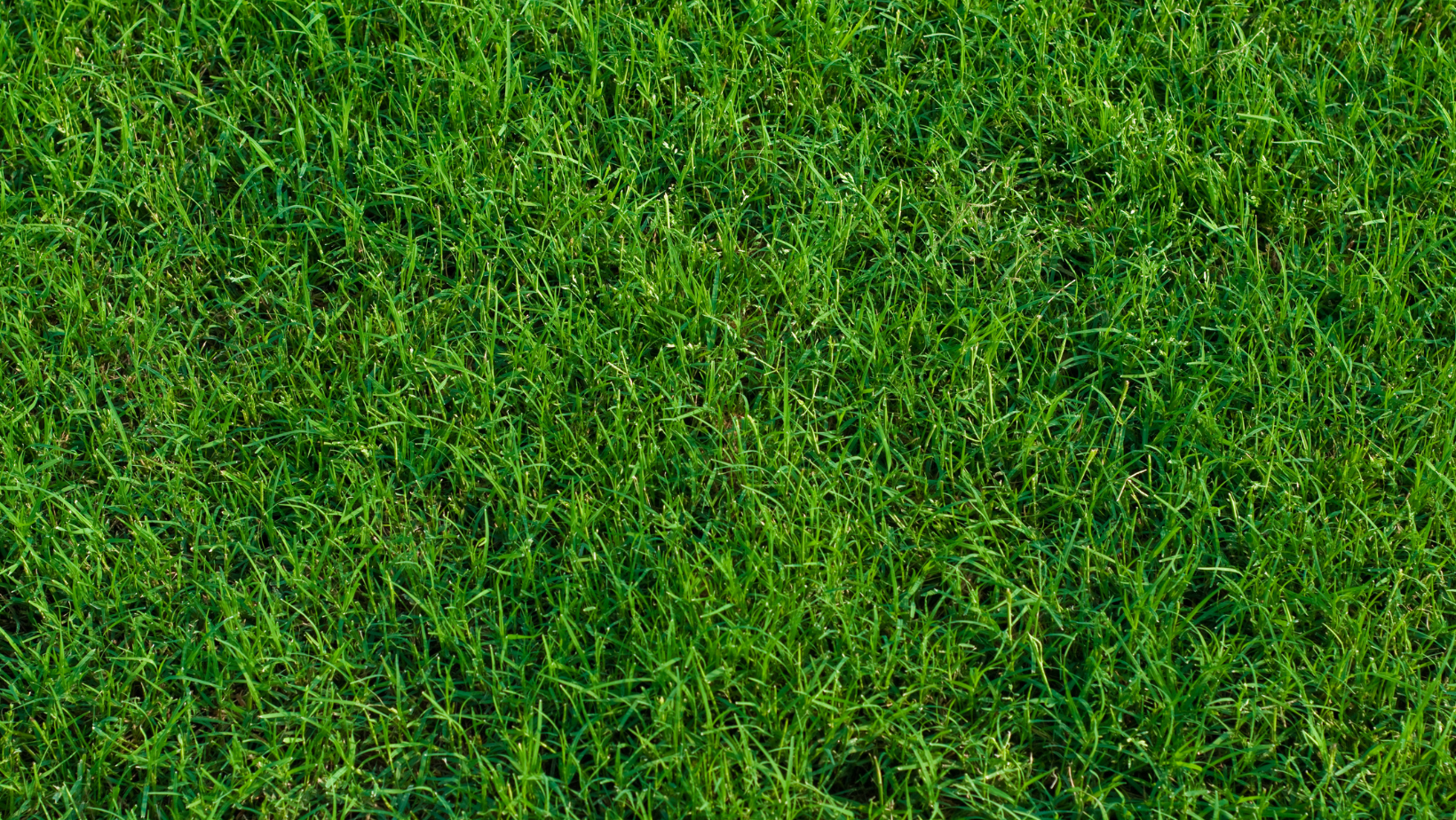 bermuda grass